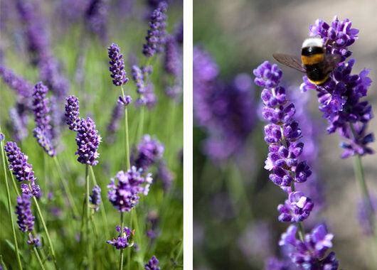 lavendel Hidcote er en av våre bievennlige planter